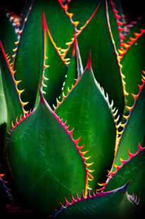 Agave 5-0220 Agave 5-0220